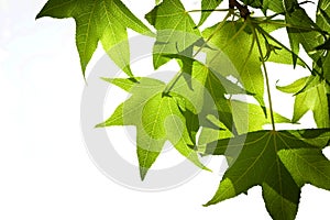 Spring Sweetgum Leaves on Branch Isolated on White