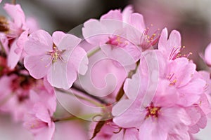 Spring Symphony: Cherry Blossoms in Bloom