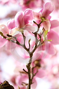 Spring Symphony: Pink Magnolia Blossoms