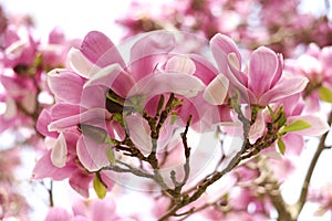 Spring Symphony: Pink Magnolia Blossoms