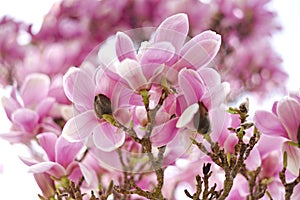 Spring Symphony: Pink Magnolia Blossoms