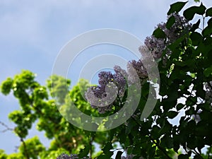 Spring syringa, lilac blossom under blue sky