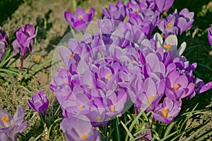 Spring- Szczecin crocuses in Jasne BÅ‚onia in Kasprowicz Park. Beautiful krocuses - Spring crocus (Latin Crocus vernus)