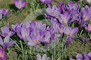 Spring- Szczecin crocuses in Jasne BÅ‚onia in Kasprowicz Park. Beautiful krocuses - Spring crocus (Latin Crocus vernus)