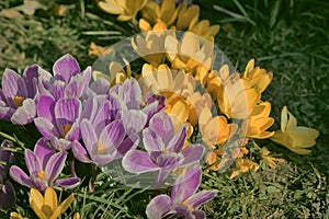 Spring- Szczecin crocuses in Jasne BÅ‚onia in Kasprowicz Park. Beautiful krocuses - Spring crocus (Latin Crocus vernus)