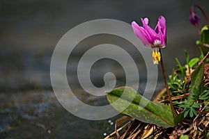 Spring taiga of the Kuznetsk Alatau