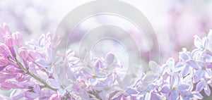Spring tender pink lilac flower blurred naturak background