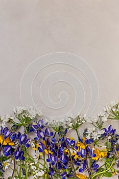 Spring textures concept. Spring flowers on a light gray tabletop