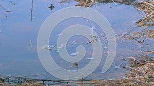 Spring Thaw. Large Puddle On Soil Sky Reflection In Water Landscape. Snow Melting Revealing Grass. First Shoots Of Green