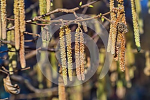 Spring: Male inflorescences of hazelnut, Corylus avellana photo