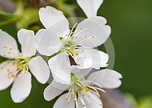 Spring theme and cherry blossom