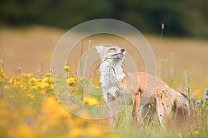 Spring theme. Fox among blue and yellow blossoms. Low angle photo