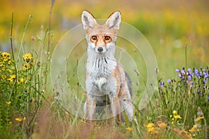 Spring theme. Portrait of Red Fox cub on a flowering highland meadow. Fox among blue and yellow blossoms. Direct view, low angle