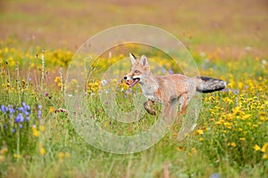 Spring theme. Red Fox cub playing on a flowering highland meadow.