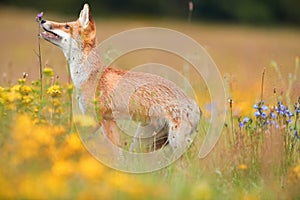 Spring theme. Red Fox cub playing on a flowering highland meadow.