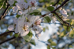 The branches of a tree blooming with beautiful white flowers