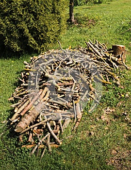 pile of thick and thin branches