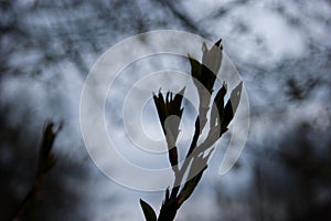 Spring. Thin bare tree branches with new fresh young opening leaves against the sky