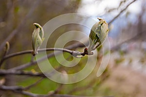 Spring. Thin bare tree branches with new fresh young opening leaves against the sky