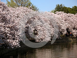 Spring at the Tidal Basin