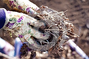 Spring tidying up: close up of gardener hands in working gloves collecting old leaves and dry glass