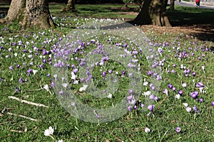 A host of blue and white crocuses
