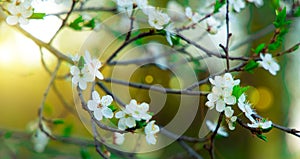 Spring time April blooming white flowers tree garden foliage in bright yellow sun light glare background scenic view space post