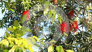 Spring time in Australia. Native trees, plants and shrubs in the garden