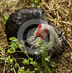 Spring time Bantam Hen freerange loves a dirt bath