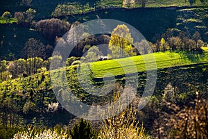 Spring time in beautiful agricultural landscape, green farm fields for animals and growing vegetables. Carpathian mountains,