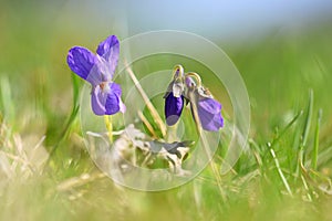 Spring time. Beautiful violet flowering spring flower on a meadow in nature. Viola odorata