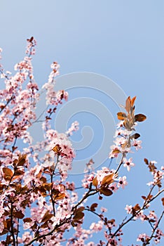 Primavera bellezza 