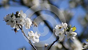 Plum Flowers & bees, spring time in north Italy