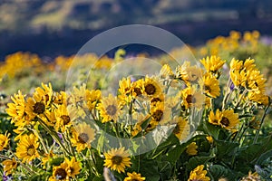 Spring time bloom of Arrowleaf Balsamroot flowers in the Columbia Gorge photo