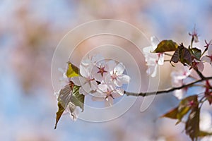 Spring time, blooming of cherry tree