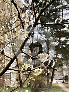 Spring Tree Bourgeon