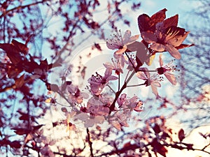 Spring time blossom tree.