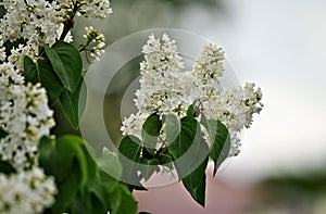 Spring time. Blossoming white lilac. Selective focus.