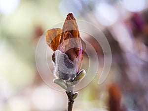 Spring Time Budding Flower