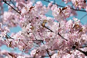 Spring time cherry blossoms. The cherry blossoms are in full bloom. Cherry blossoms in small clusters on a cherry branch