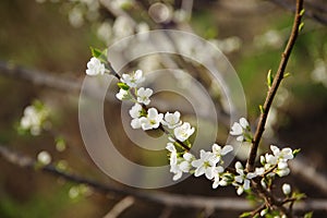 Spring time Cherry blossoms and first green leaves on a blurred background. selective focus