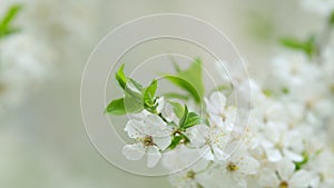 Spring time, cherry plum tree blooms with white flowers. Slow motion.