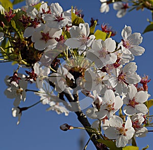 Spring time cherry tree branch with flowers