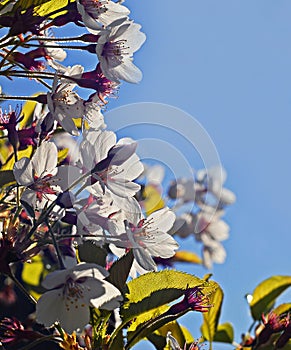 Spring time cherry tree branch with flowers