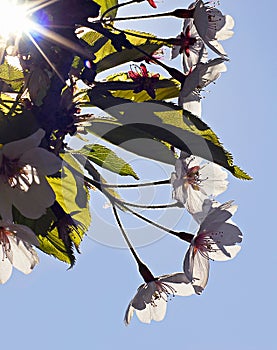 Spring time cherry tree branch with flowers