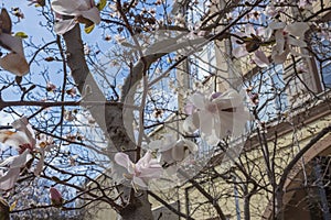 Spring time on a city street