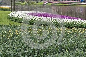 Colorful tulips garden in Netherlands