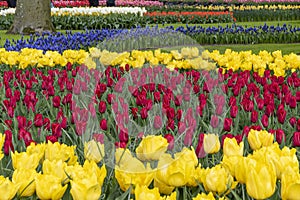 Colorful Tulips Garden Patchwork