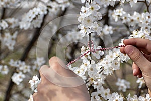 Spring time concept. Child ties red and white thread on blossom, twig, floral background Martenitsa is symbol of March 1