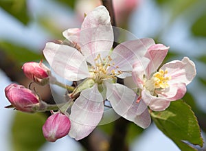 Spring time detail of flower of apple tree